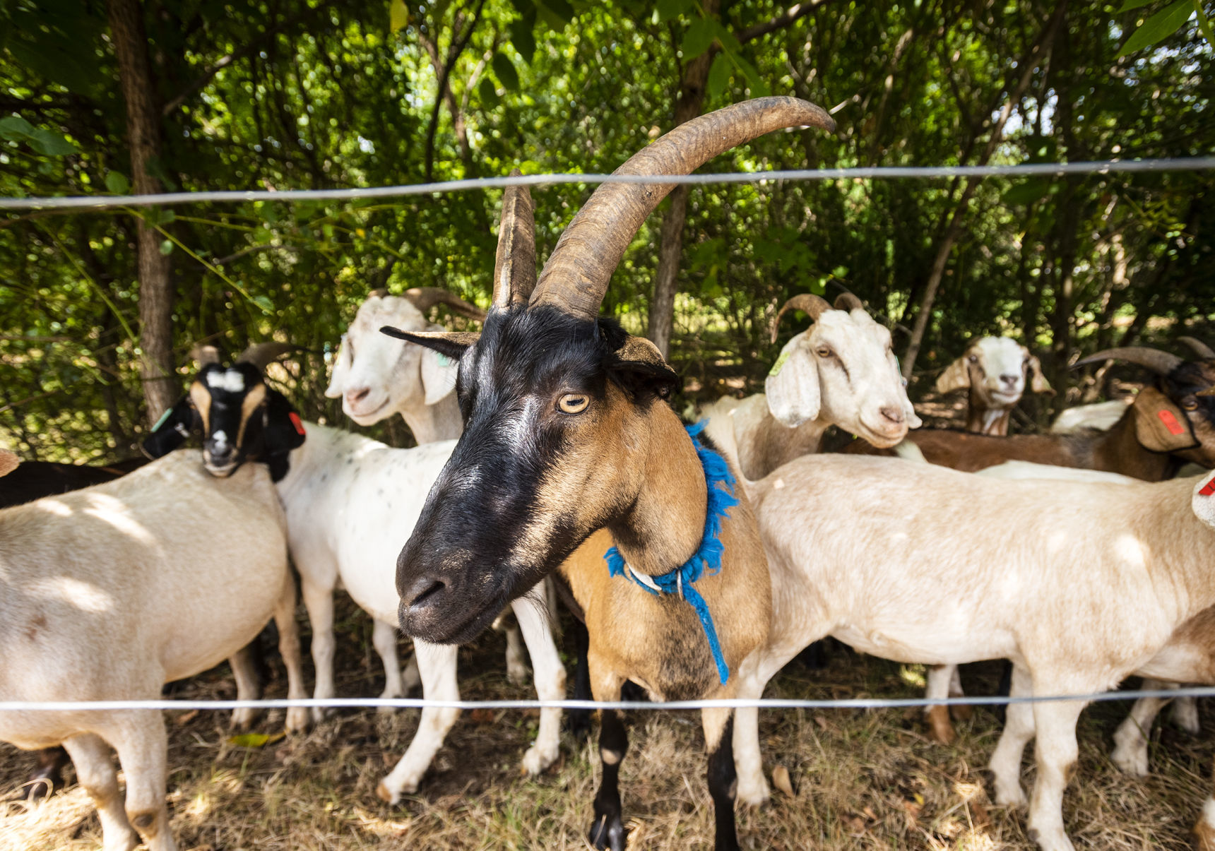 Goats